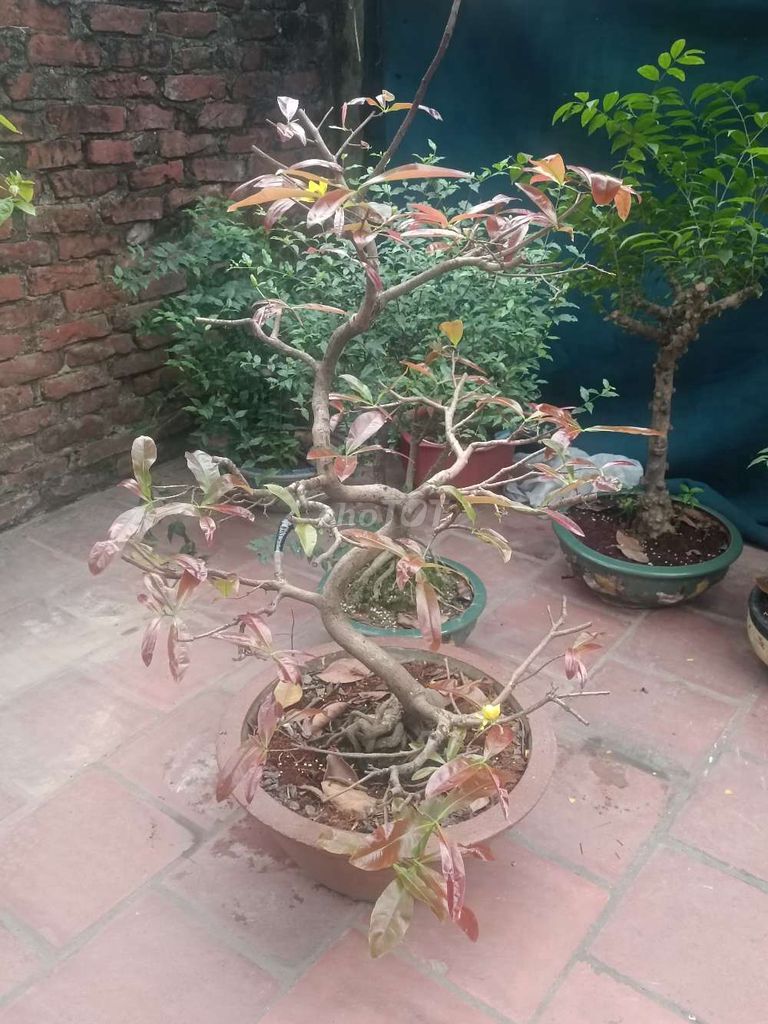 Mai vàng Bình Định thuần bắc dáng long. Mua bán Cây cảnh, đồ trang trí tại Huyện Gia Lâm Hà Nội được đăng bởi  NGUYỄN QUÝ hình 1