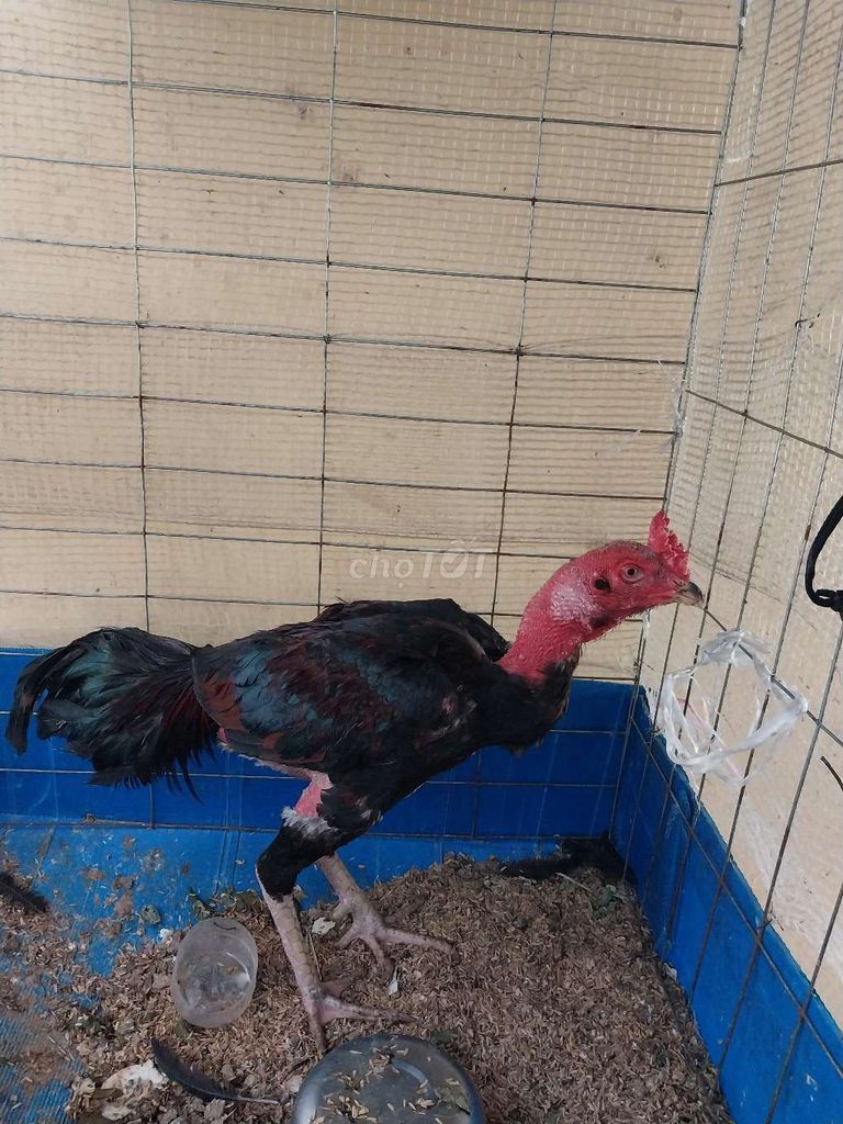 Gà chọi Đực màu Đen, đỏ. Mua bán Gà tại Quận Long Biên Hà Nội được đăng bởi Hoa Phong Lan hình 1