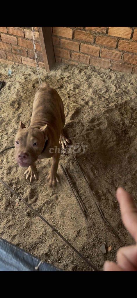 Chó Bully 5 tháng đã tiêm. Mua bán Chó tại Thành phố Buôn Ma Thuột Đắk Lắk được đăng bởi Vũ hình 1