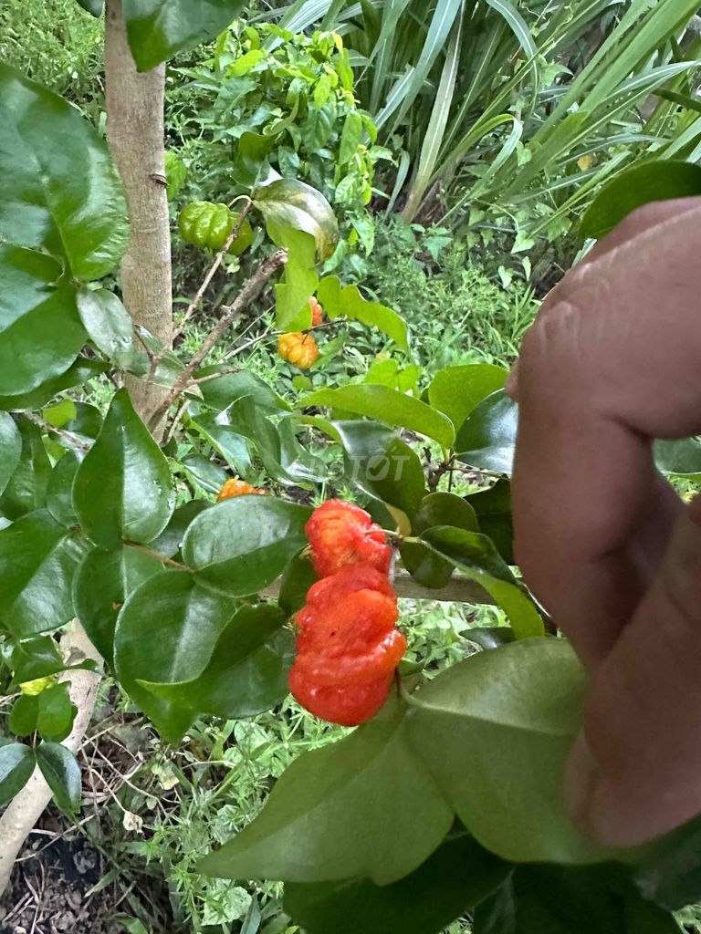 tìm vài cặp bồ câu sẻ hoặc pháp. Mua bán Chim tại Huyện Càng Long Trà Vinh được đăng bởi Vũ hình 1
