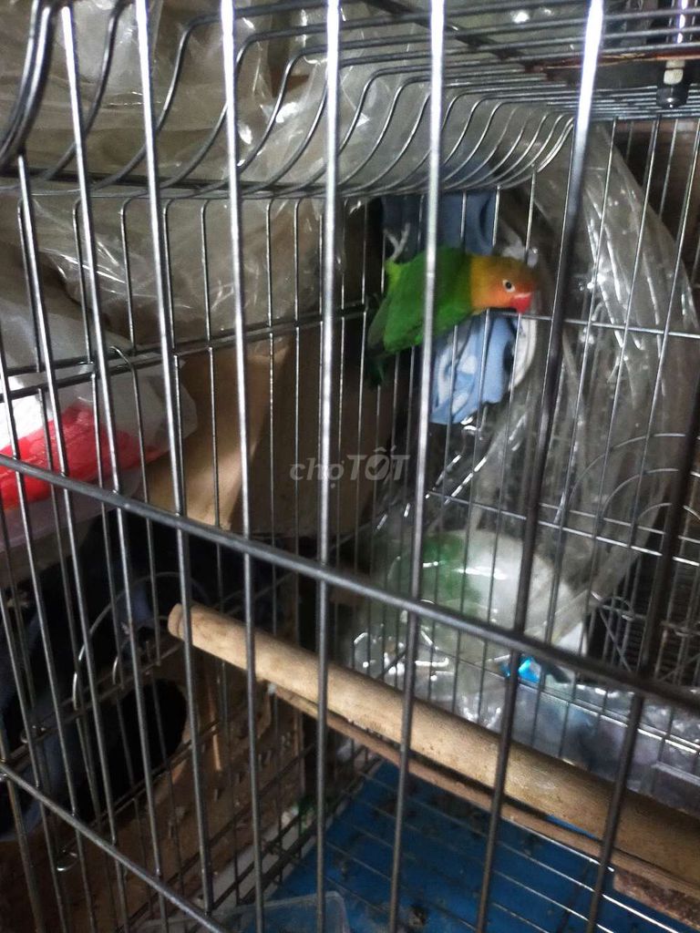 Lovebird có viền giá ra đi 400k miễn trả giá