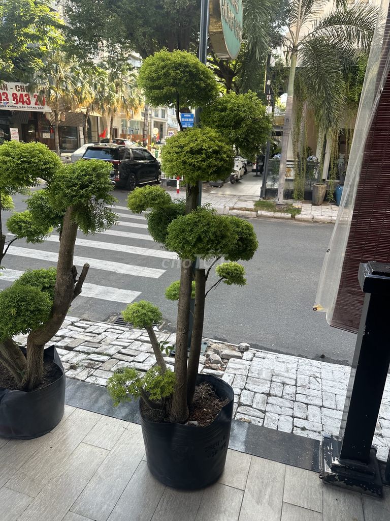 Cây cảnh mai chiếu thuỷ bonsai giá rẻ. Mua bán Cây cảnh, đồ trang trí tại Quận 7 Tp Hồ Chí Minh được đăng bởi dong hình 2