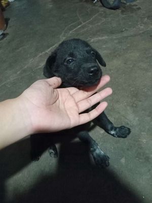 Chó cỏ màu đen hơn 1 tháng tuổi. Mua bán Chó tại Huyện Bình Chánh Tp Hồ Chí Minh được đăng bởi Mỹ Tiên