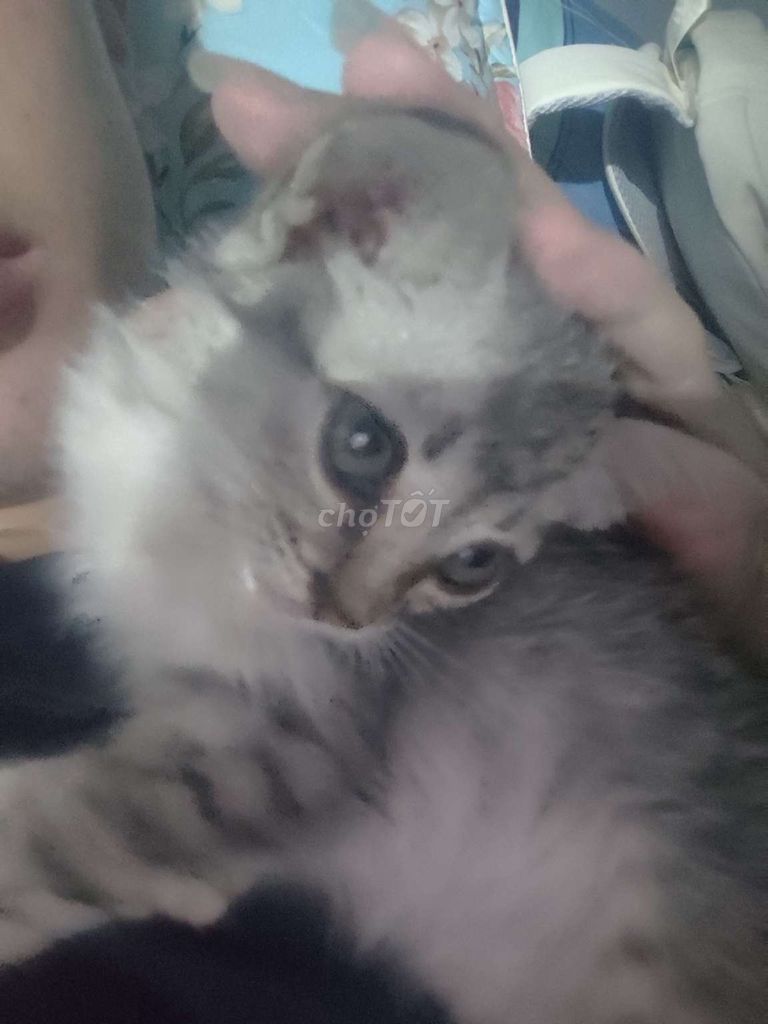 Mèo con. Mua bán Mèo tại Thành phố Vĩnh Long Vĩnh Long được đăng bởi Trần Quốc Khánh hình 1