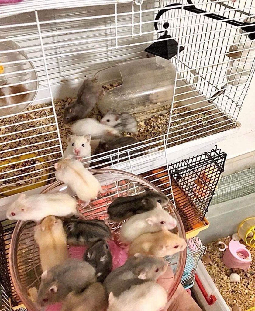 Chuột hamster dễ thương tại đà nẵng