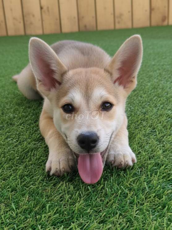 Corgi mặt siêu đáng yêu, thông minh đã tiêm có sổ. Mua bán Chó tại Quận 12 Tp Hồ Chí Minh được đăng bởi Thi Thi hình 1