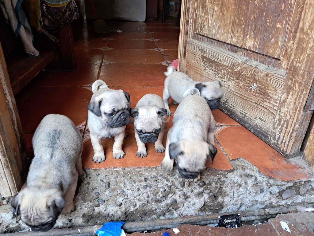 pug mặt xệ. Mua bán Chó tại Quận Cẩm Lệ Đà Nẵng được đăng bởi Anh Pet Shop hình 5