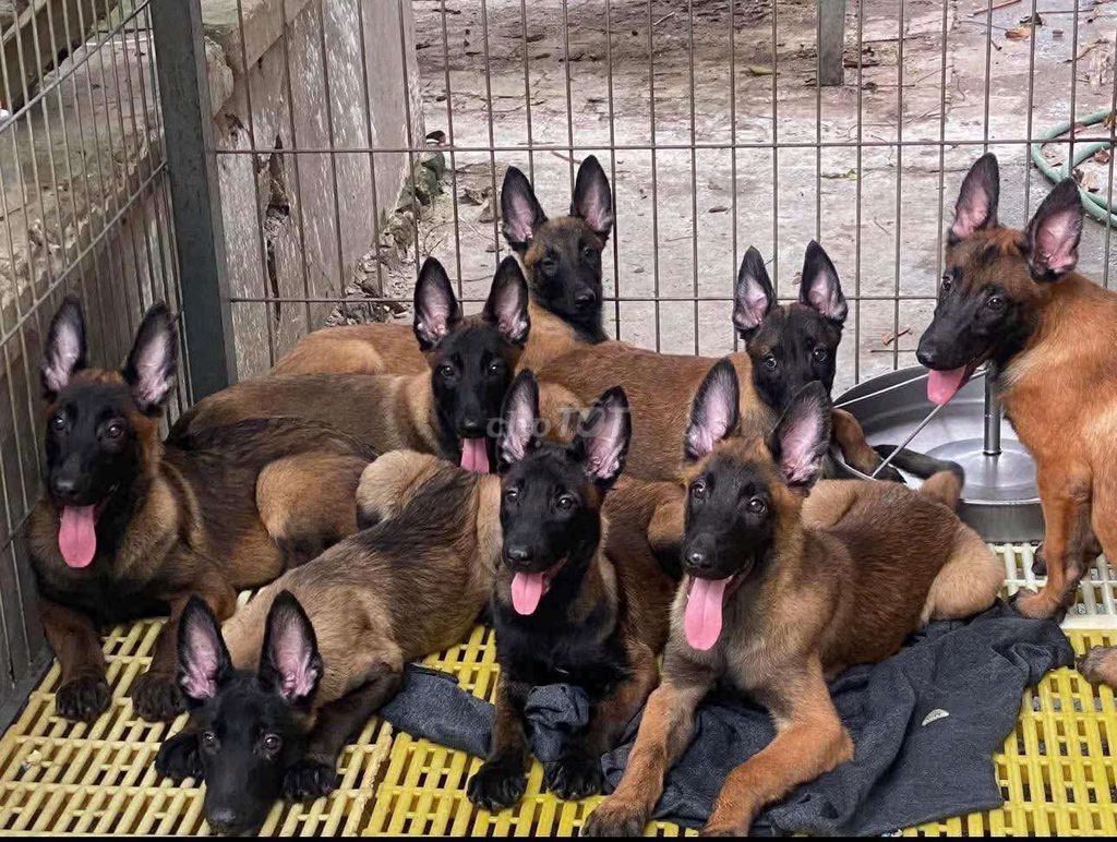 chó béc giê bỉ hn t.ìm chủ. Mua bán Chó tại Quận Hà Đông Hà Nội được đăng bởi Trang hình 1