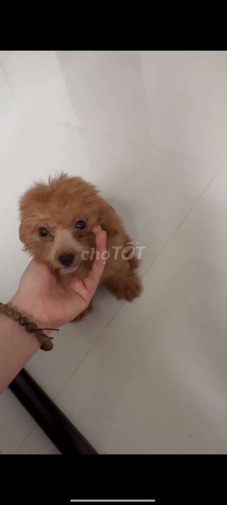 Chó Poodle Nâu. Mua bán Chó tại Huyện Phong Điền Cần Thơ được đăng bởi Lâm Trung Nghĩa  hình 1