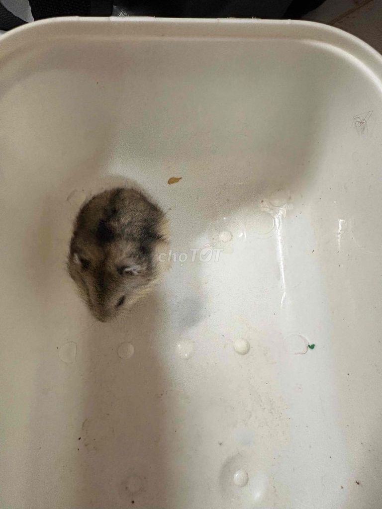 Thanh lý chuột hamster baby cute. Mua bán Thú cưng khác tại Quận Bình Thạnh Tp Hồ Chí Minh được đăng bởi lien hình 1