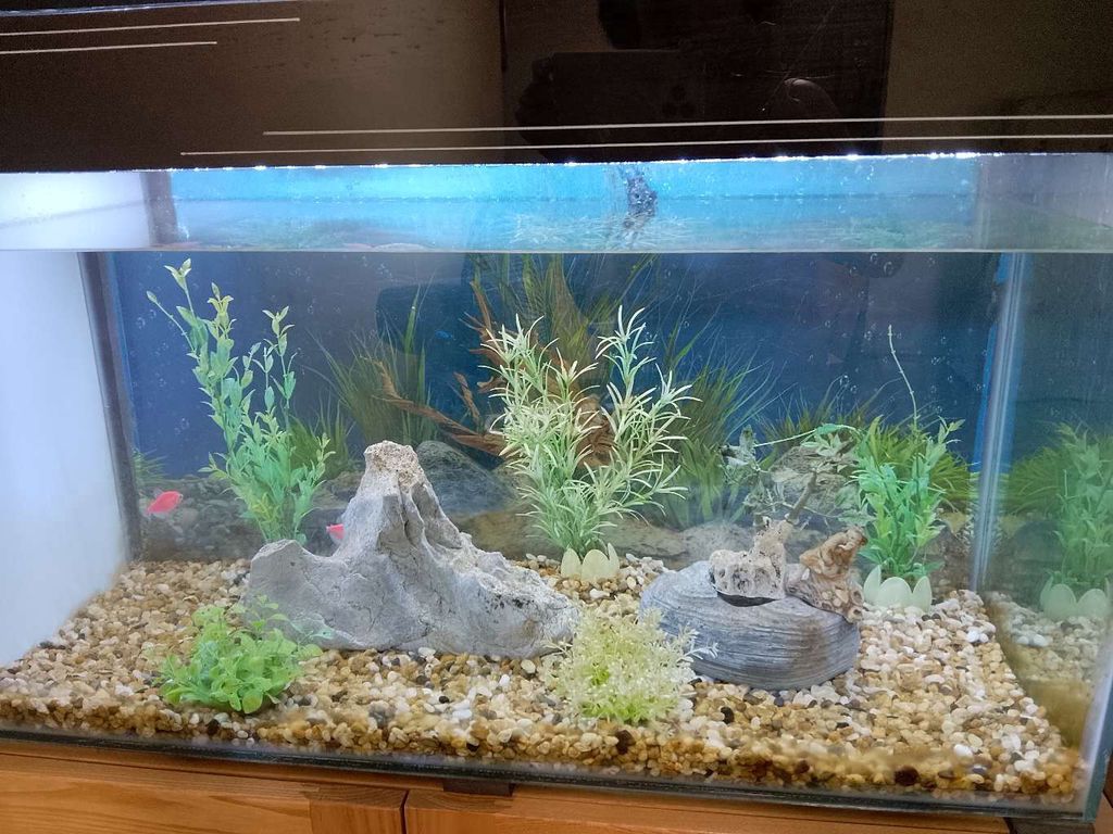 Bể cá cảnh 95x55x40cm đủ phụ kiện. Mua bán Phụ kiện, Thức ăn, Dịch vụ tại Quận Tây Hồ Hà Nội được đăng bởi Nguyễn Thị Lộc hình 1