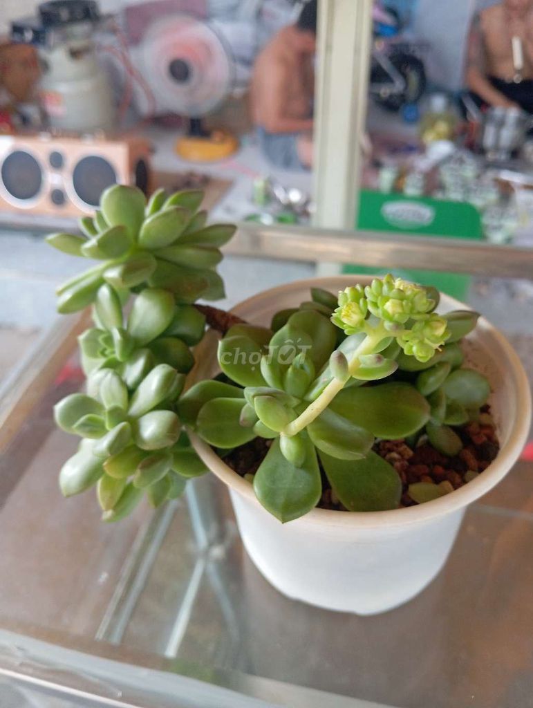 Sen đá Út Mai. Mua bán Cây cảnh, đồ trang trí tại Thị xã Bến Cát Bình Dương được đăng bởi Nguyễn Thành Vỹ hình 1