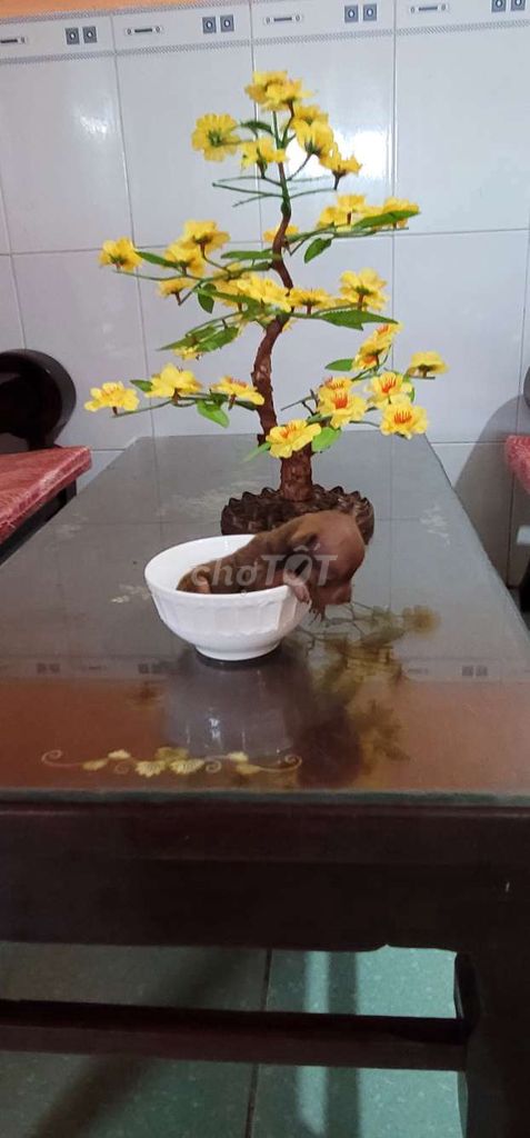 Chó Phốc hươu Mini 2 tháng. Mua bán Chó tại Thành phố Bạc Liêu Bạc Liêu được đăng bởi Nguyễn Văn Phước hình 1