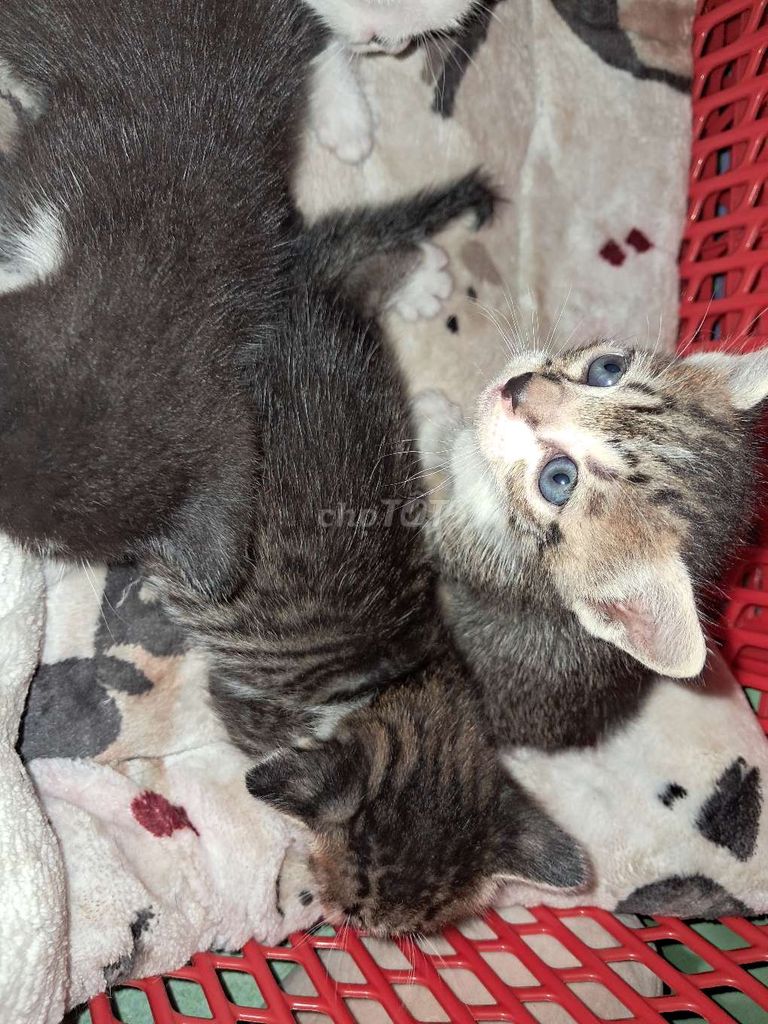 Em muốn tìm nhà mới cho 2 bé mèo vằn ạ