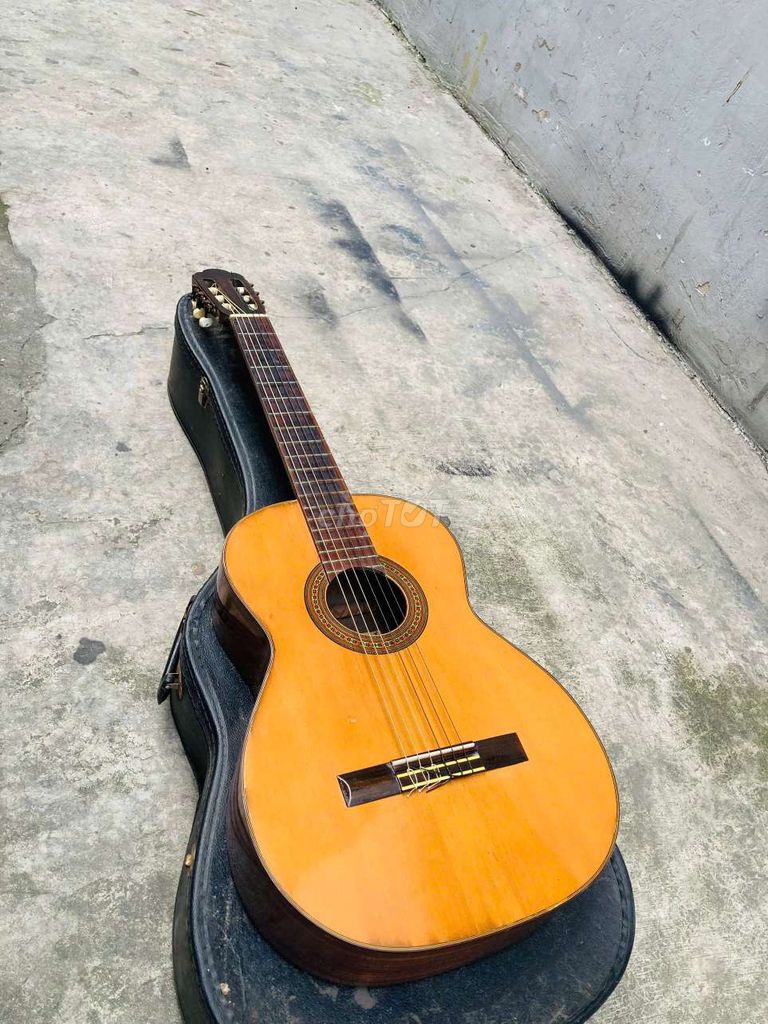 GUT GUITAR SUZUKI NANG KIM CƯƠNG SƯU TẦM