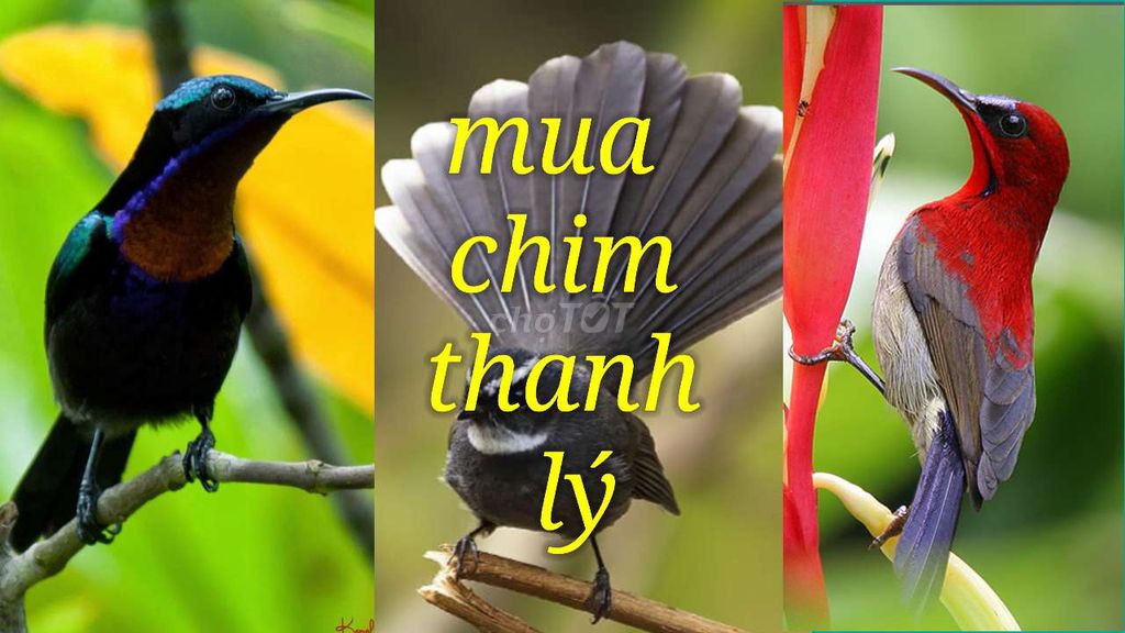 Chim cảnh nhiều màu. Mua bán Chim tại Quận Bình Tân Tp Hồ Chí Minh được đăng bởi Thái võ trung thành hình 1