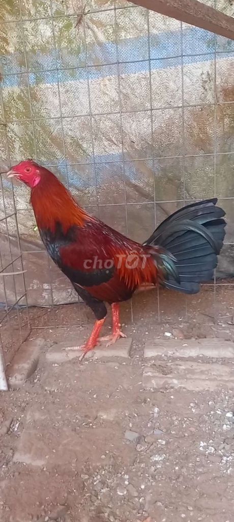 1kg5 sổ bị dem con mắt thanh lý. Mua bán Gà tại Huyện Tam Bình Vĩnh Long được đăng bởi GàVL hình 1
