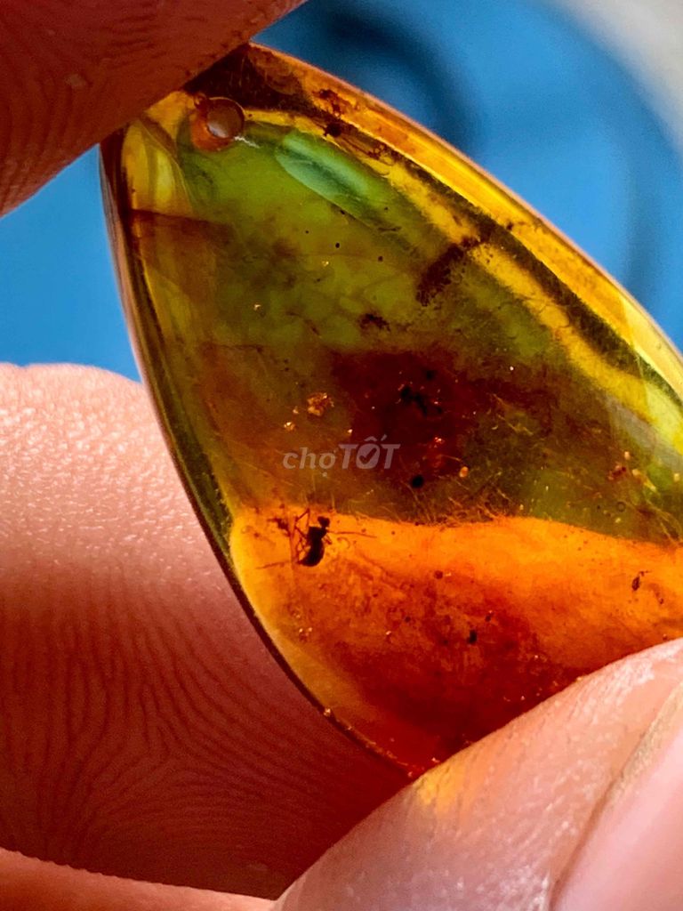 ✨hổ phách amber Baltic ngậm côn trùng🪰