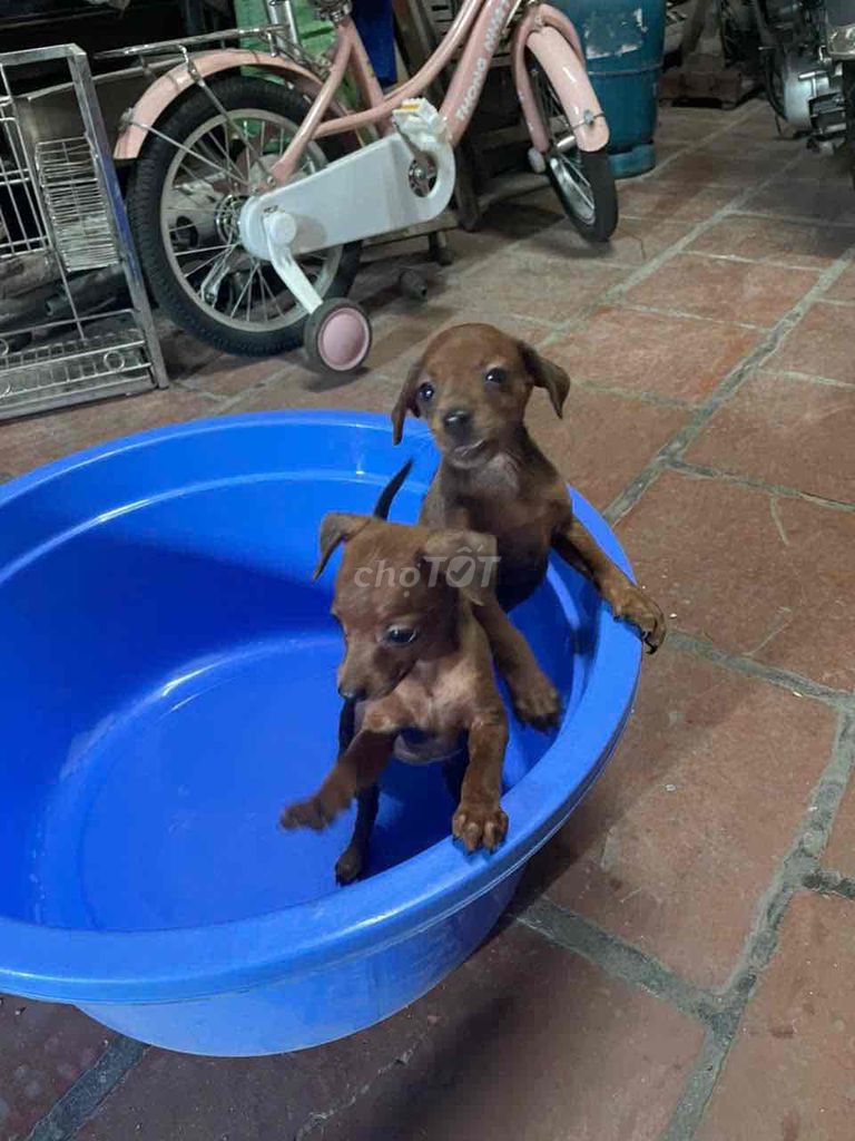 Chó Phốc Hươu Đực Cái Nâu 2 tháng. Mua bán Chó tại Quận Bắc Từ Liêm Hà Nội được đăng bởi DAO DUC HIEU hình 1