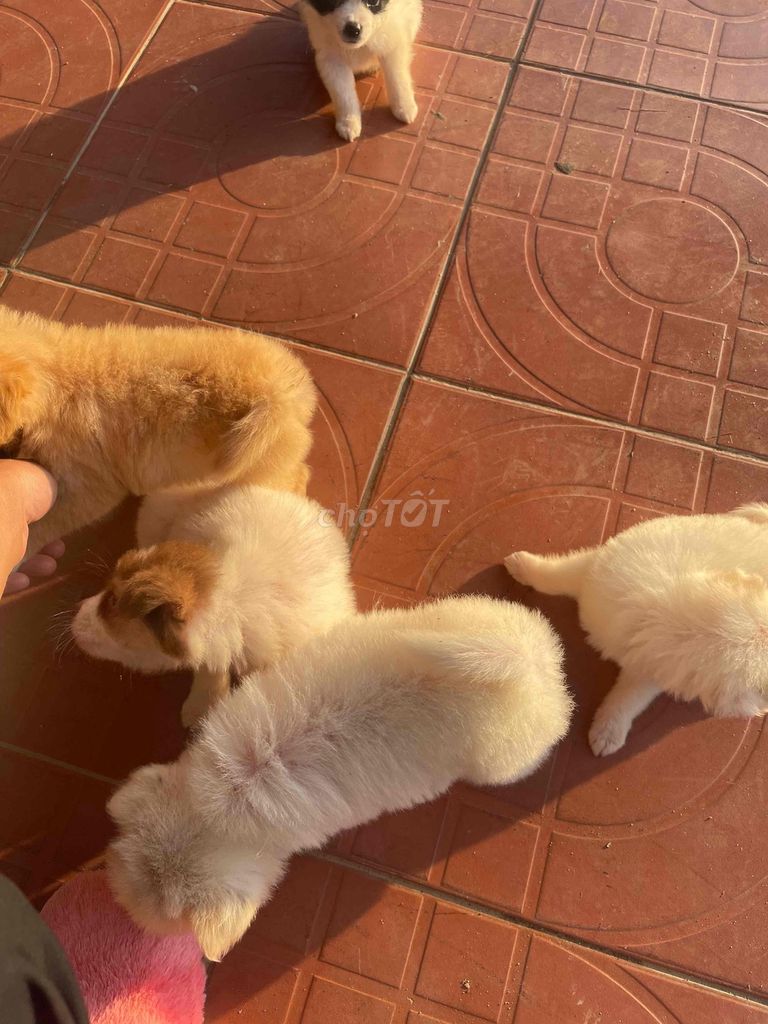 Chó Border Collie lai 2 tháng. Mua bán Chó tại Huyện Quế Sơn Quảng Nam được đăng bởi Đặng Văn Thái hình 1