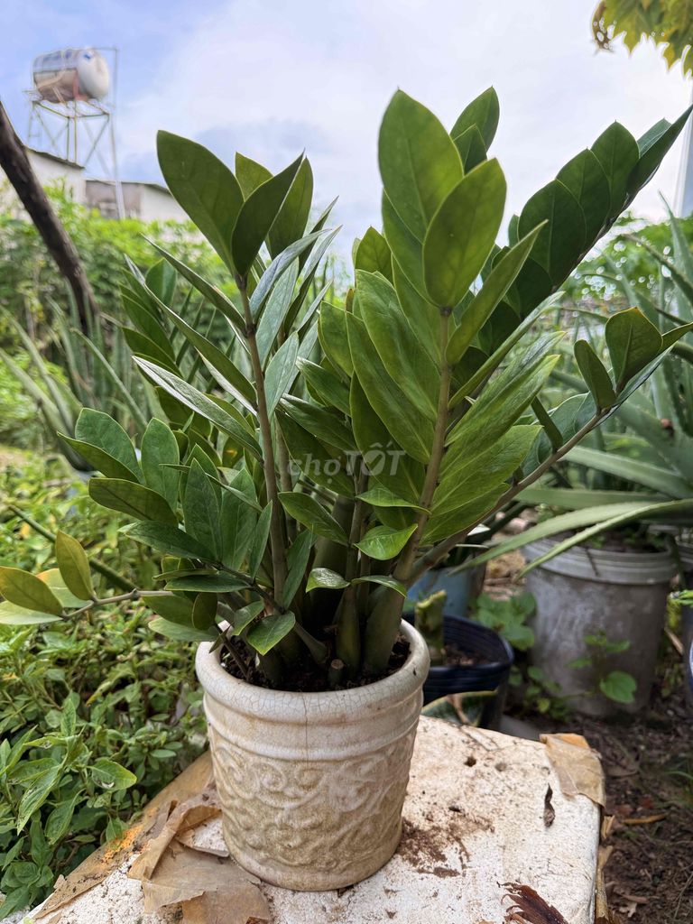 cây kim tiền cực tốt cho phong thuỷ,. Mua bán Cây cảnh, đồ trang trí tại Thành phố Thủ Đức Tp Hồ Chí Minh được đăng bởi my my hình 1