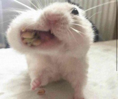 chuột cảnh Hamster ngoan hiền dễ thương