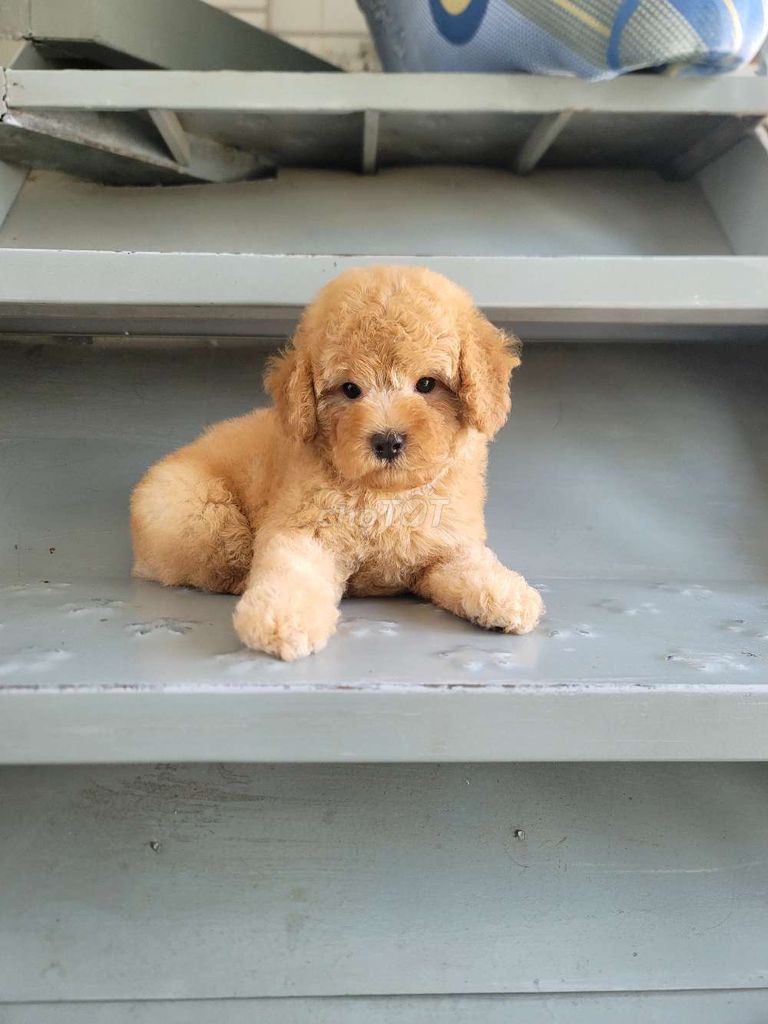 Chó Poodle đực Nâu vàng 3-4kg. Mua bán Chó tại Quận 7 Tp Hồ Chí Minh được đăng bởi hằng trại chó alaska husky  hình 1