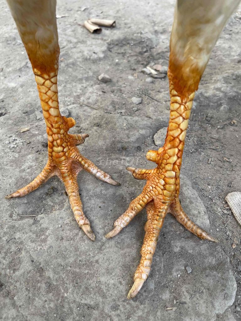 Bướm 3k chân trắng hồng sa. Mua bán Gà tại Thành phố Vĩnh Long Vĩnh Long được đăng bởi Thanh hình 1