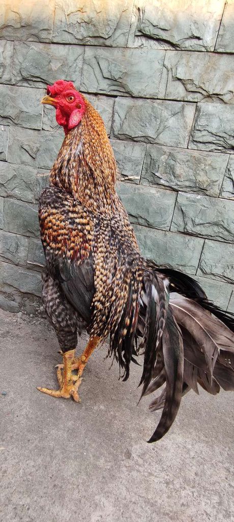 Gà cú hơn 4 kí. Mua bán Gà tại Quận 10 Tp Hồ Chí Minh được đăng bởi Khoi hình 1