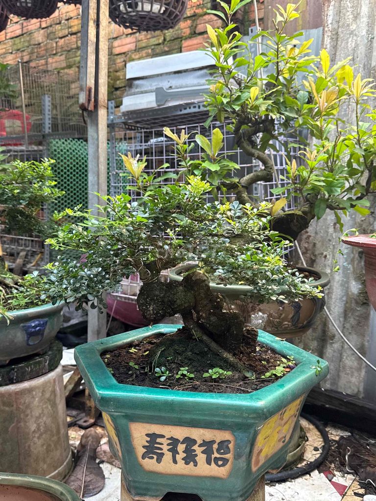 Cần thăng Mini Thuần cây thân bệ mụp. Mua bán Cây cảnh, đồ trang trí tại Huyện Củ Chi Tp Hồ Chí Minh được đăng bởi nguyễn quốc Thắng hình 1