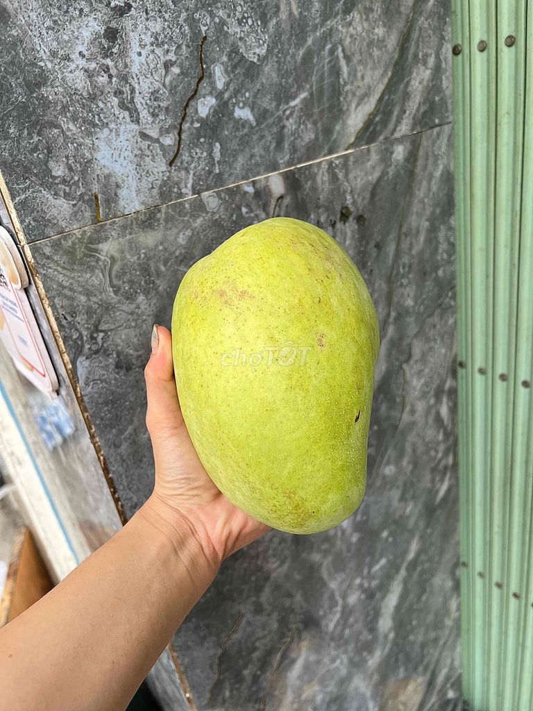 Xoài Tứ Quý Bigsize Xanh. Mua bán Đồ ăn, thực phẩm và các loại khác tại Quận 4 Tp Hồ Chí Minh được đăng bởi Thoa Truong hình 1