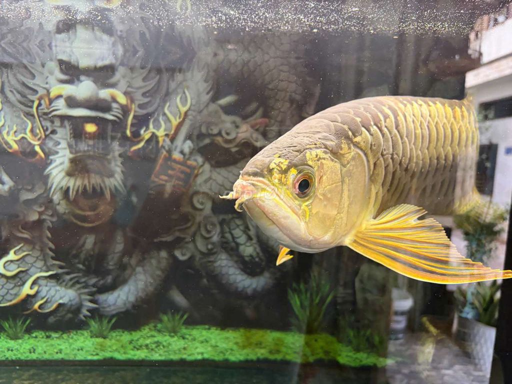 Cá Rồng Vàng Khỏe mạnh. Mua bán Thú cưng khác tại Quận Gò Vấp Tp Hồ Chí Minh được đăng bởi Tuấn Nguyễn hình 1