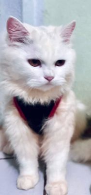 Mèo Ald lông dài trắng