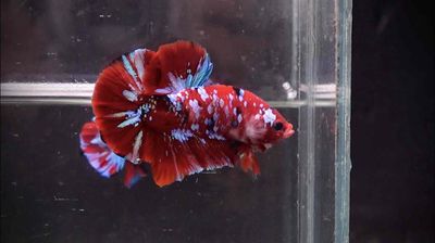 🐠 [CÁ BETTA KOI RED GALAXY – NGHỆ THUẬT TRONG TỪNG. Mua bán Thú cưng khác tại Thành phố Thủ Đức Tp Hồ Chí Minh được đăng bởi Betta Sales