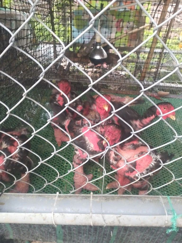 Gà Đông Tảo cả hai. Mua bán Gà tại Thành phố Bạc Liêu Bạc Liêu được đăng bởi Tran Thanh nha hình 1