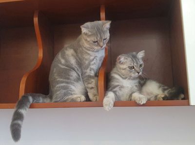 Mèo Scottish Fold Silver Tabby 6 tháng