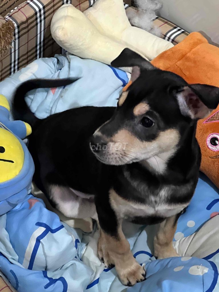 Bé cái giống lai. Mua bán Chó tại Quận Tân Phú Tp Hồ Chí Minh được đăng bởi Hoang Dung hình 1