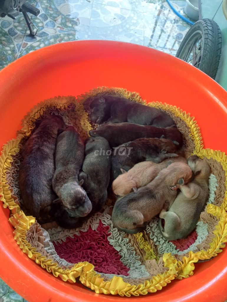 Chó Phú Quốc vện lai Đa màu. Mua bán Chó tại Huyện Bàu Bàng Bình Dương được đăng bởi Dg văn bảo toàn hình 1