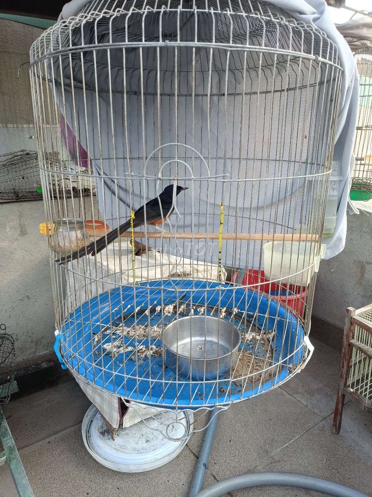 chim. Mua bán Chim tại Thành phố Thủ Đức Tp Hồ Chí Minh được đăng bởi An nguyen hình 1