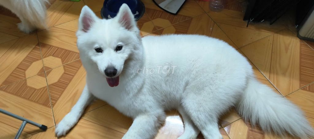 Chó Samoyed cái hơn 1 tuổi màu Trắng. Mua bán Chó tại Quận Ba Đình Hà Nội được đăng bởi Minh Nhật hình 1