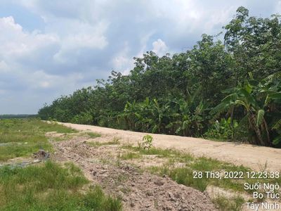 Cần bán 30000m2 đất trồng cao su Tây Ninh. Giá 7.5 tỷ. Mua bán đất tại Huyện Tân Châu Tây Ninh được đăng bởi Tony Hoàng