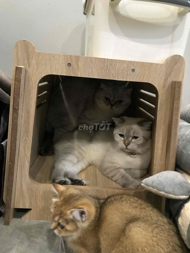 bán mèo cho ai thiện chí nuôi ( ưu tiên bắt cặp ). Mua bán Mèo tại Quận 11 Tp Hồ Chí Minh được đăng bởi Thành Nguyễn hình 2