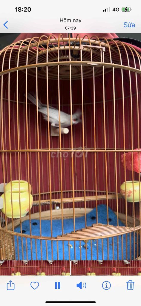 chào mào xám. Mua bán Chim tại Quận 7 Tp Hồ Chí Minh được đăng bởi Nguyễn văn tuấn hình 1