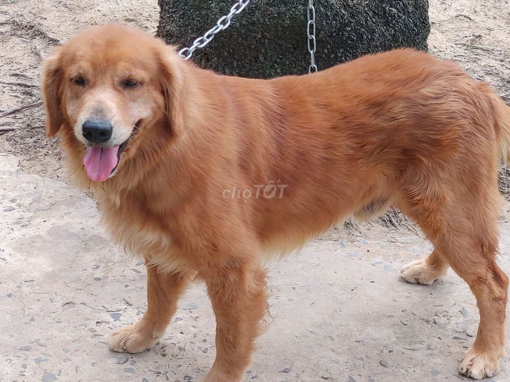 Chó Golden Retriever đực. Mua bán Chó tại Thành phố Vũng Tàu Bà Rịa - Vũng Tàu được đăng bởi Nhân Rottweiler  hình 3
