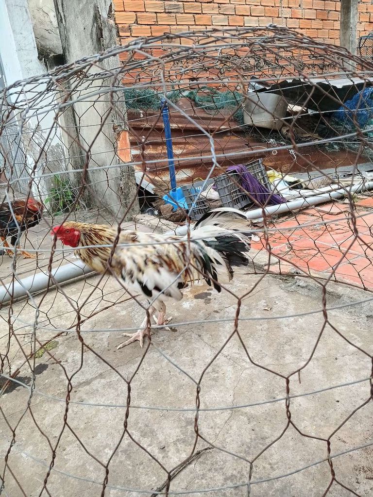 Gà trống 2kg đực. Mua bán Gà tại Huyện Trần Đề Sóc Trăng được đăng bởi Duy Nguyễn hình 1
