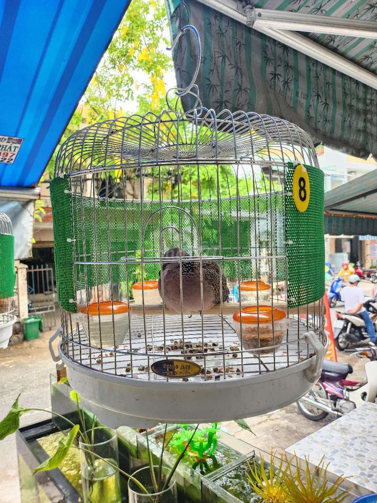 Chim cu gáy. Mua bán Chim tại Quận Bình Tân Tp Hồ Chí Minh được đăng bởi Lê Mạnh Phúc hình 1