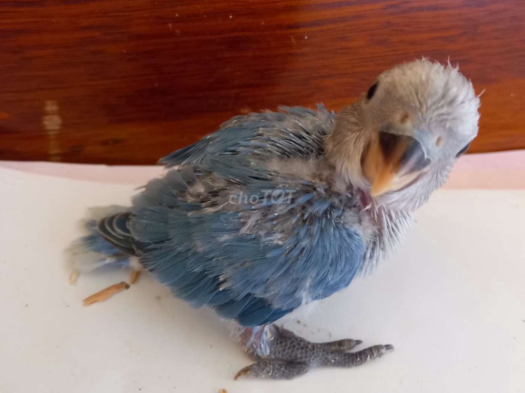 Vẹt lovebird xinh xắn. Mua bán Chim tại Thị xã Gò Công Tiền Giang được đăng bởi Thanh hình 1