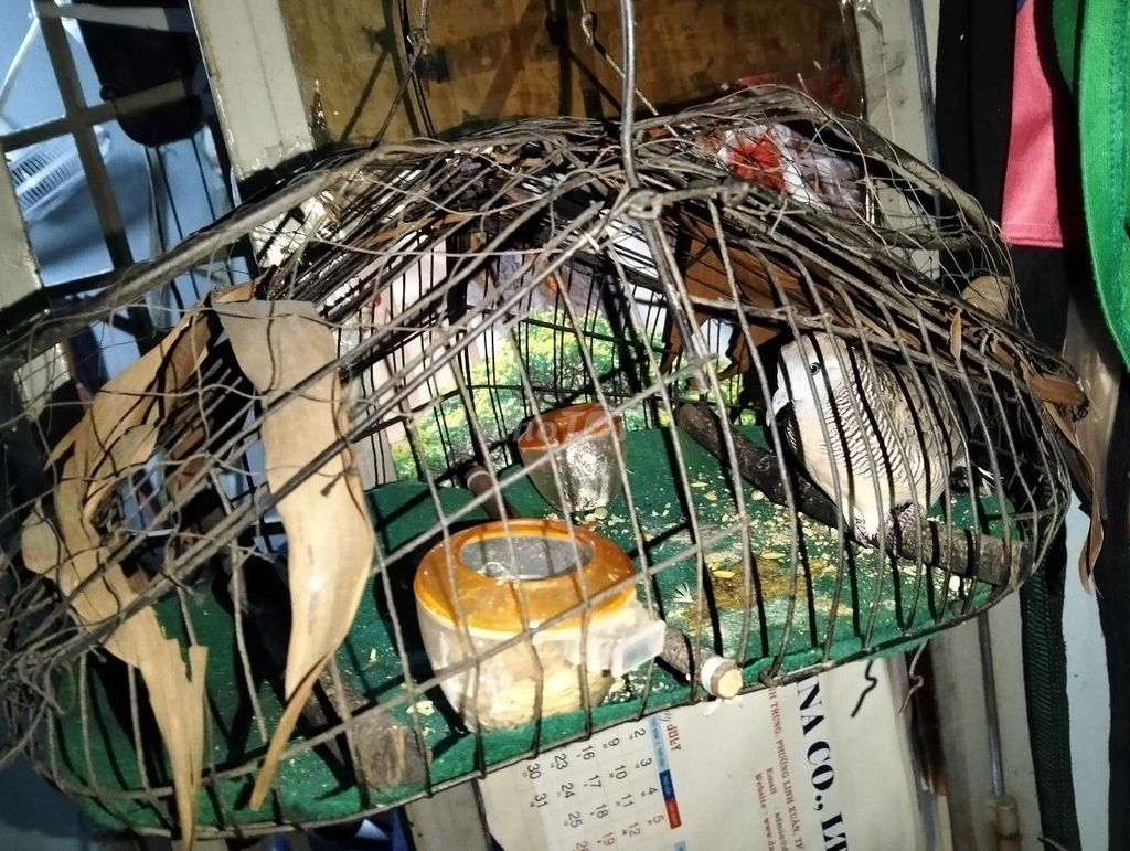 Chim cu gáy Trắng Nâu. Mua bán Chim tại Thành phố Thủ Đức Tp Hồ Chí Minh được đăng bởi bé cưng hình 1