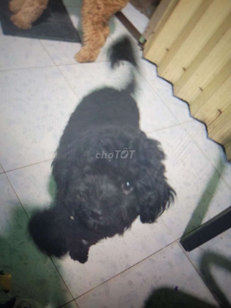 Cần bán chó poodle lai. Mua bán Chó tại Thành phố Thuận An Bình Dương được đăng bởi Anh  hình 2