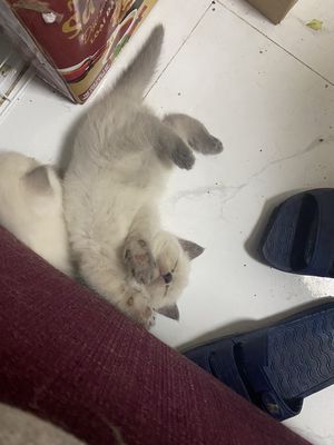 Mèo con aln himalaya / Himalaya Kitten Hải Phòng